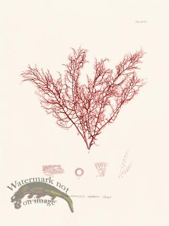 Bradbury Seaweed 097